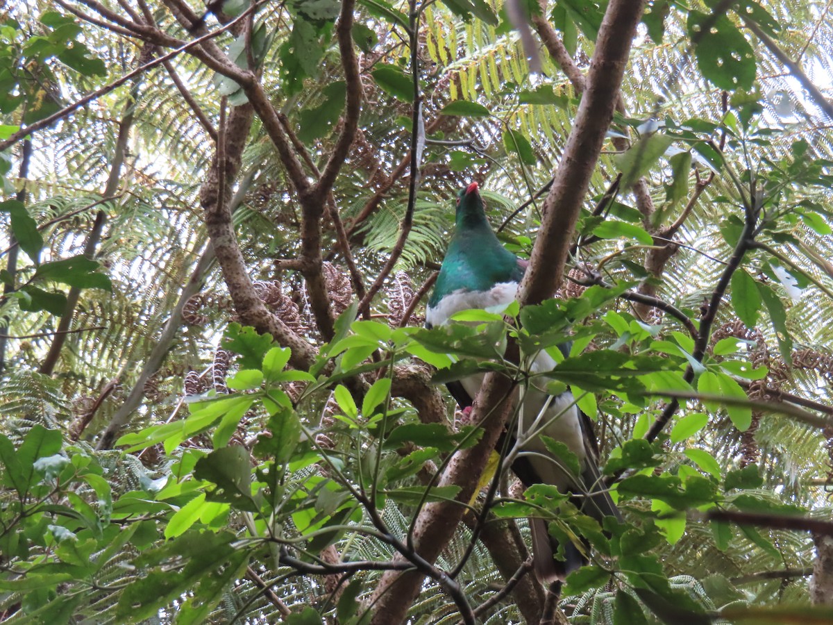 New Zealand Pigeon - ML627523943