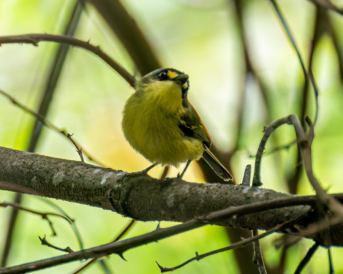 Gray-headed Tody-Flycatcher - ML627523992