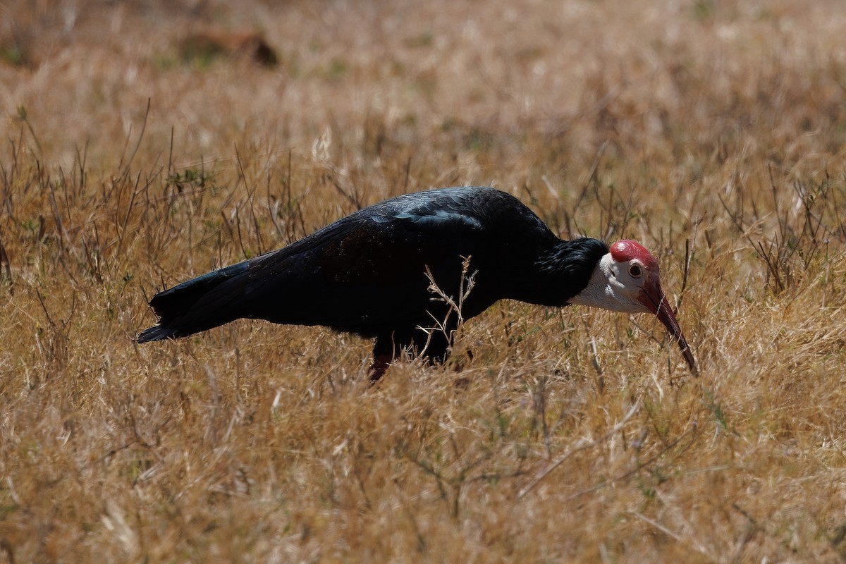 Southern Bald Ibis - ML627524022