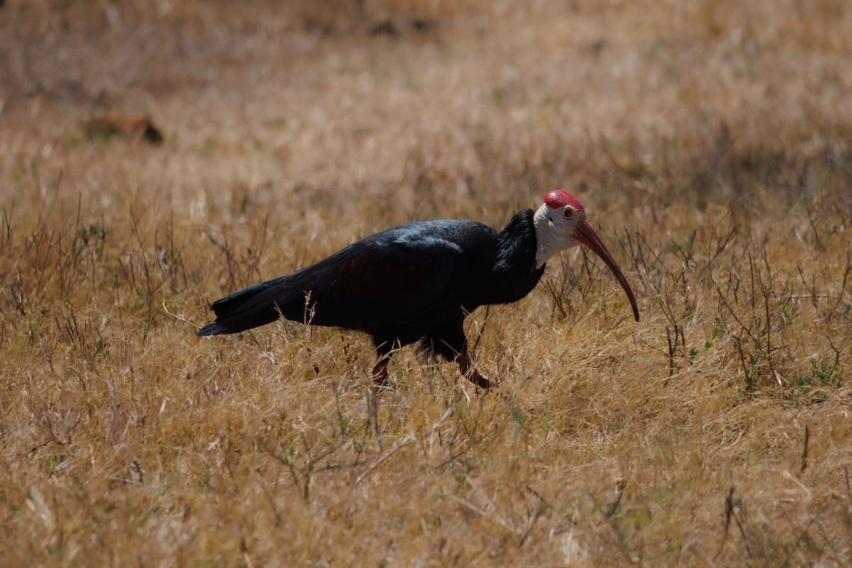 Southern Bald Ibis - ML627524025