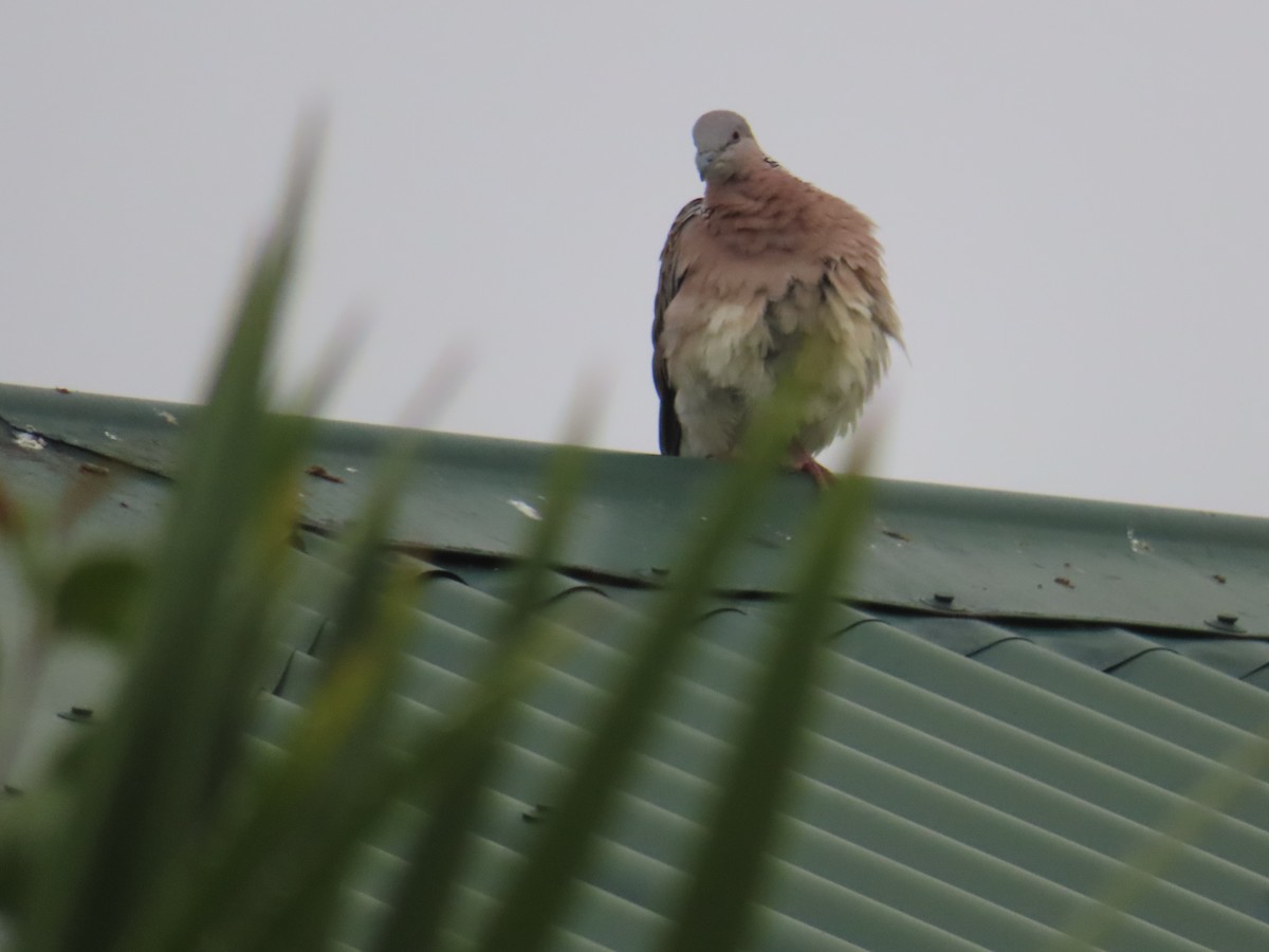 Spotted Dove - ML627524118