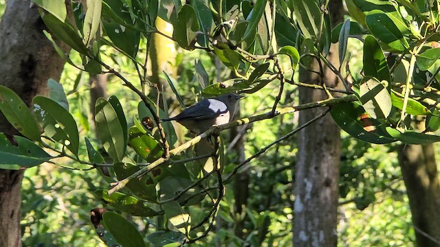Bicolored Conebill - ML627524141