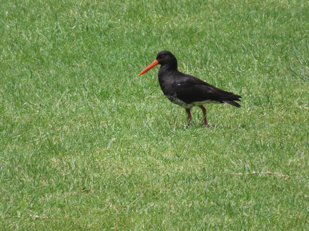 Variable Oystercatcher - ML627524247