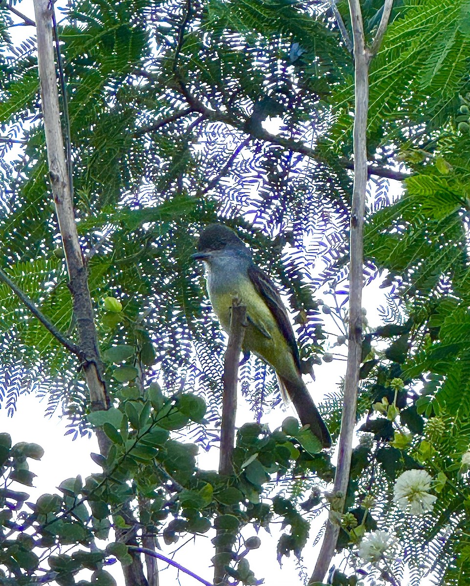 Grenada Flycatcher - ML627524290