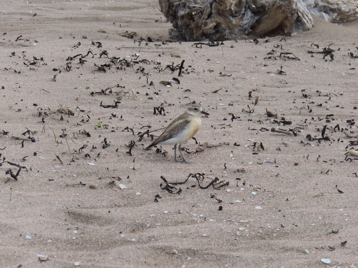 Red-breasted Dotterel - ML627524303