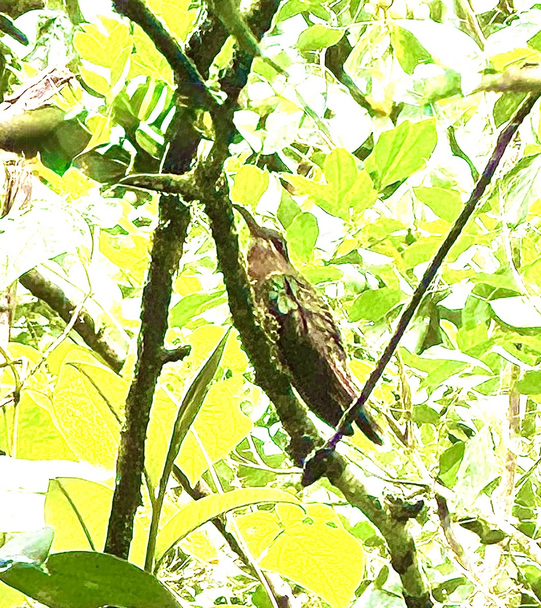 Rufous-breasted Hermit - ML627524458