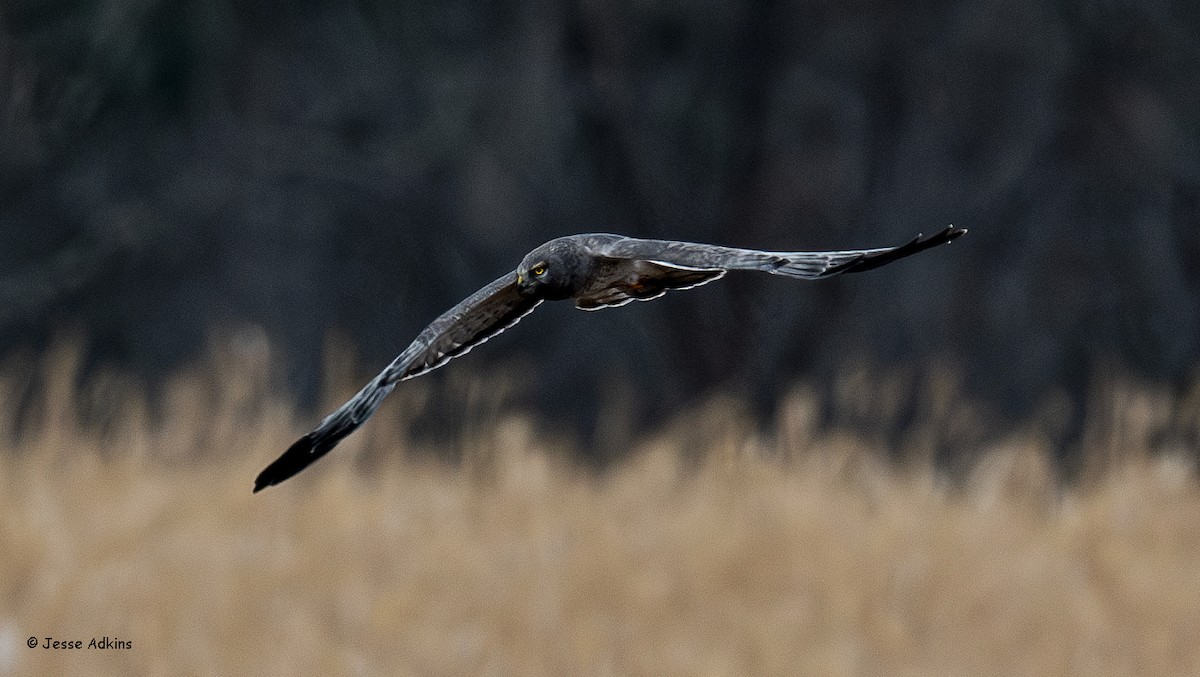 Northern Harrier - ML627524625