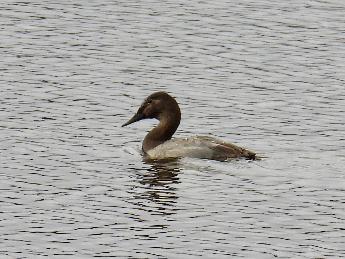 Canvasback - ML627524722