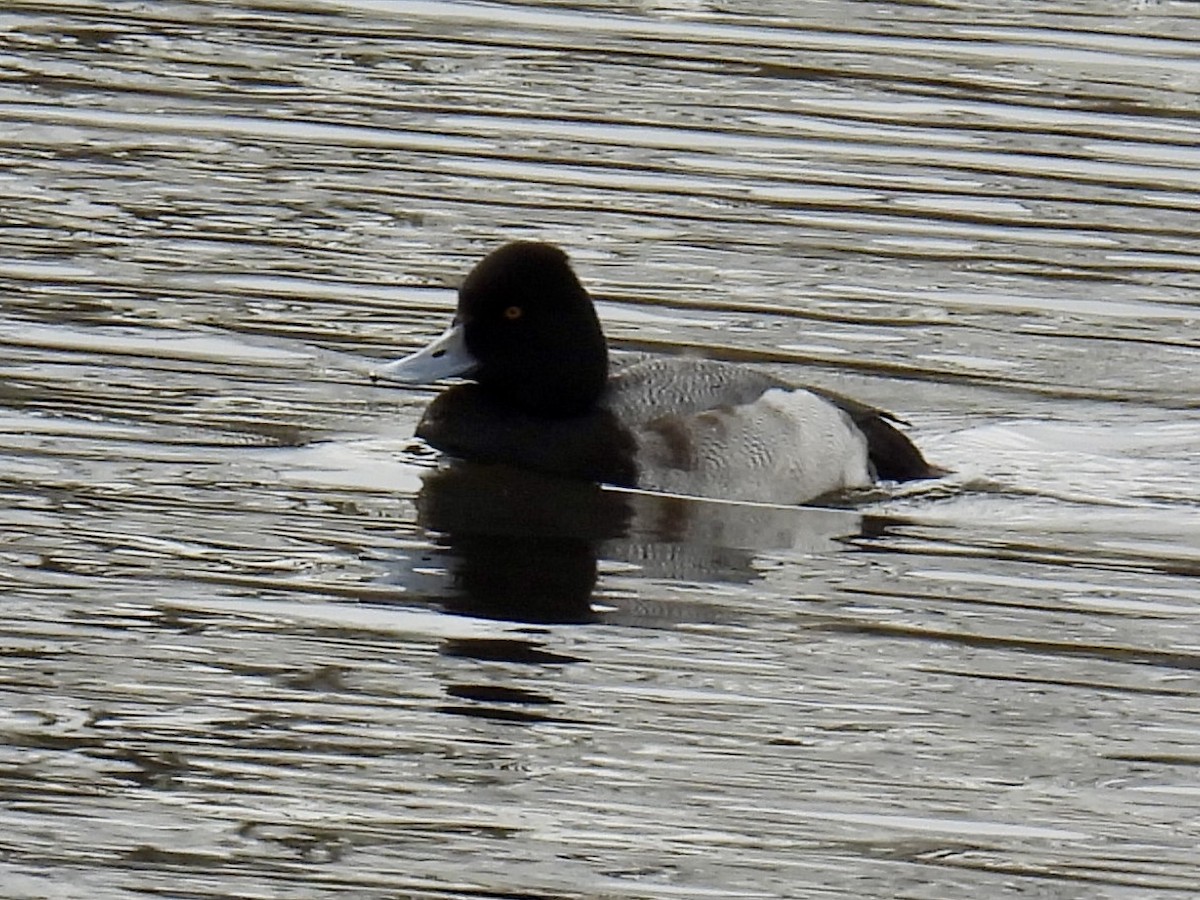 Lesser Scaup - ML627524733