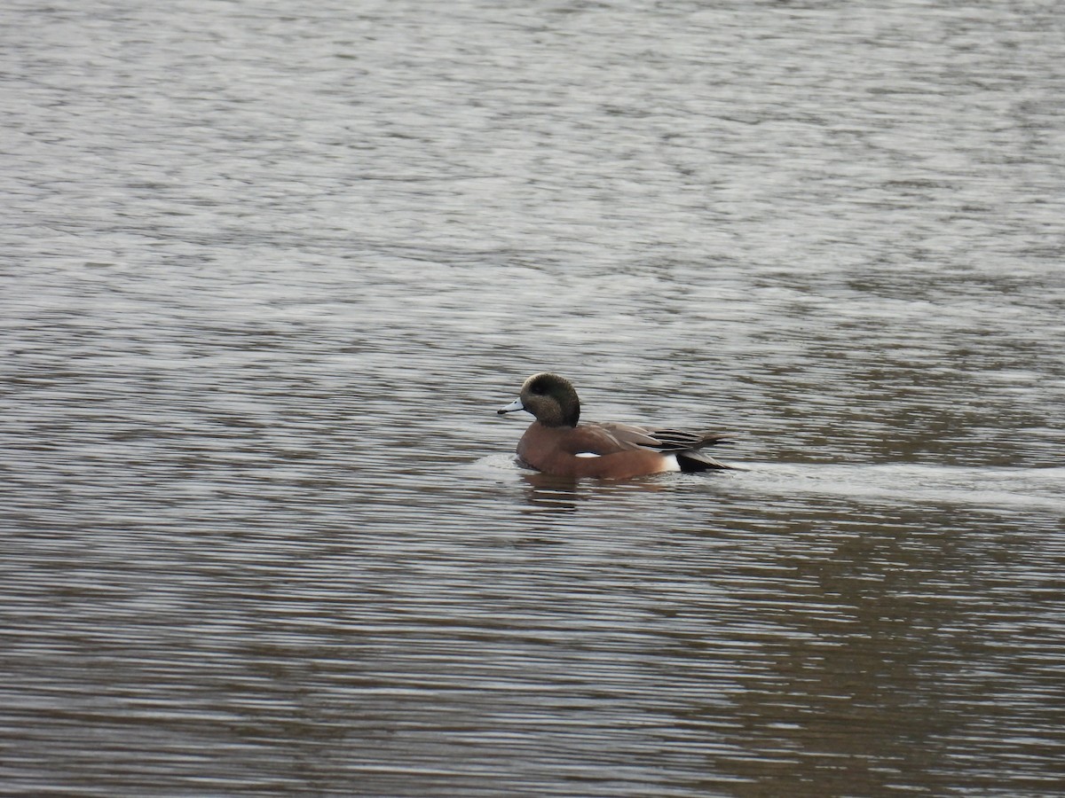 American Wigeon - ML627524800