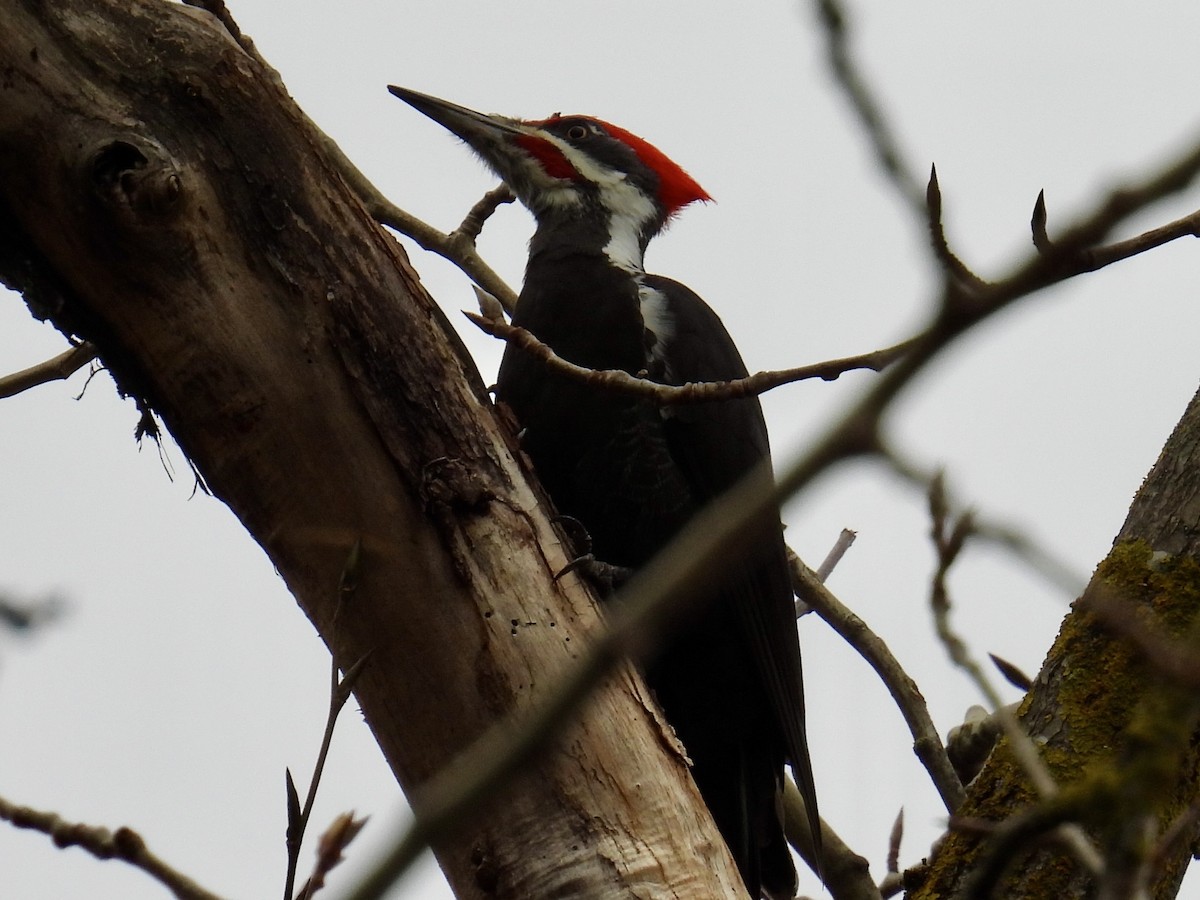 Pileated Woodpecker - ML627524820