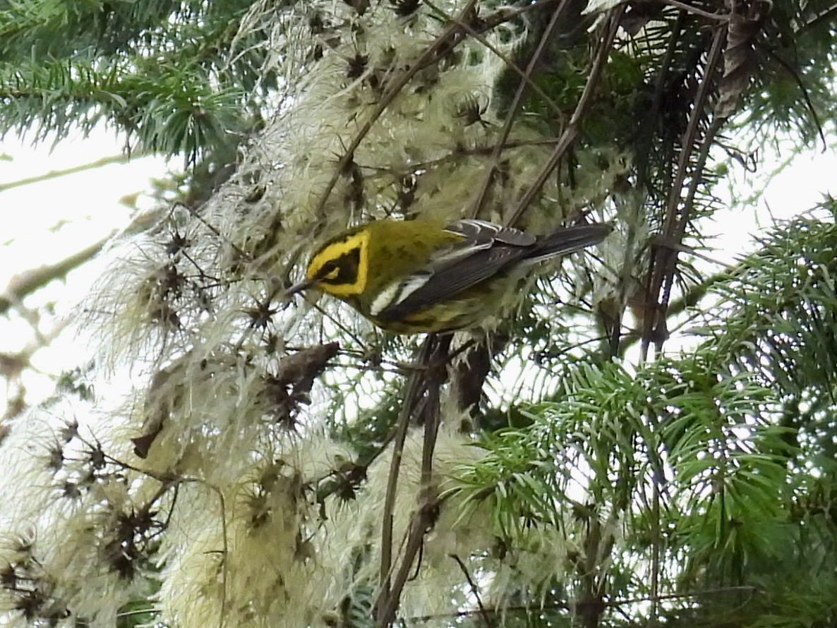 Townsend's Warbler - ML627524846