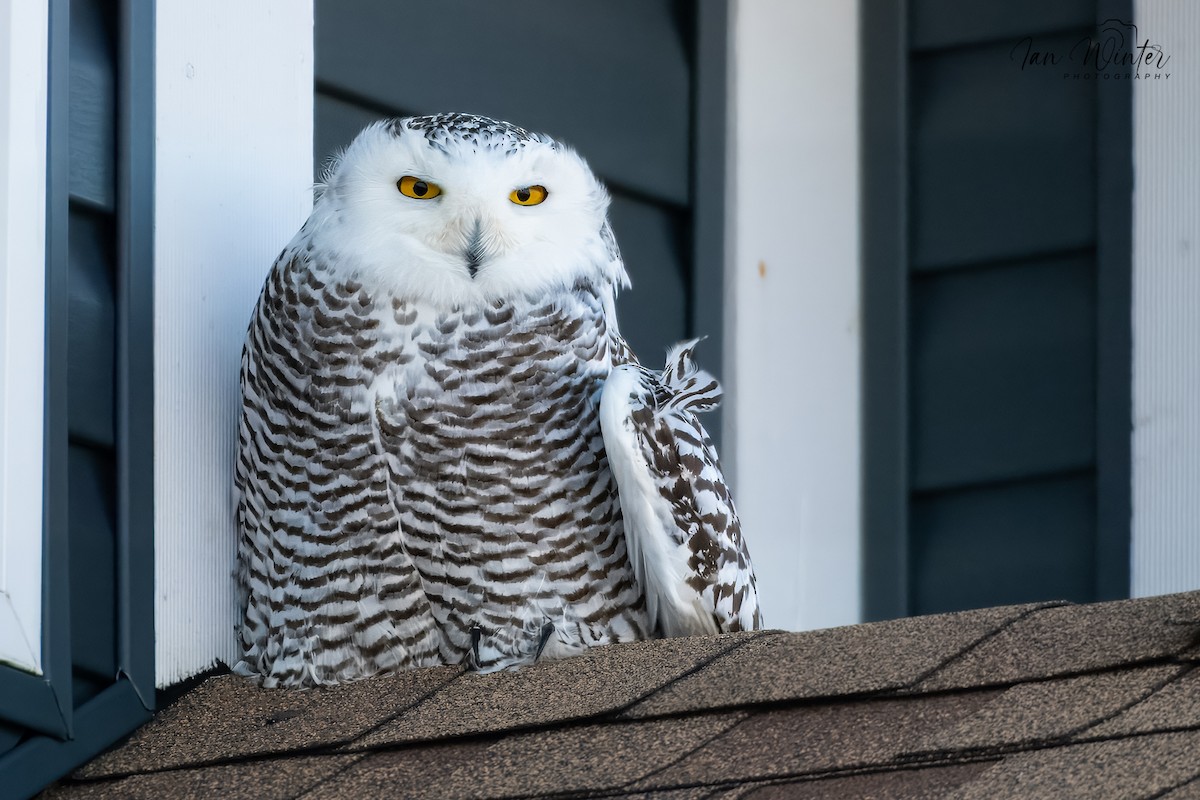 Harfang des neiges - ML627524867