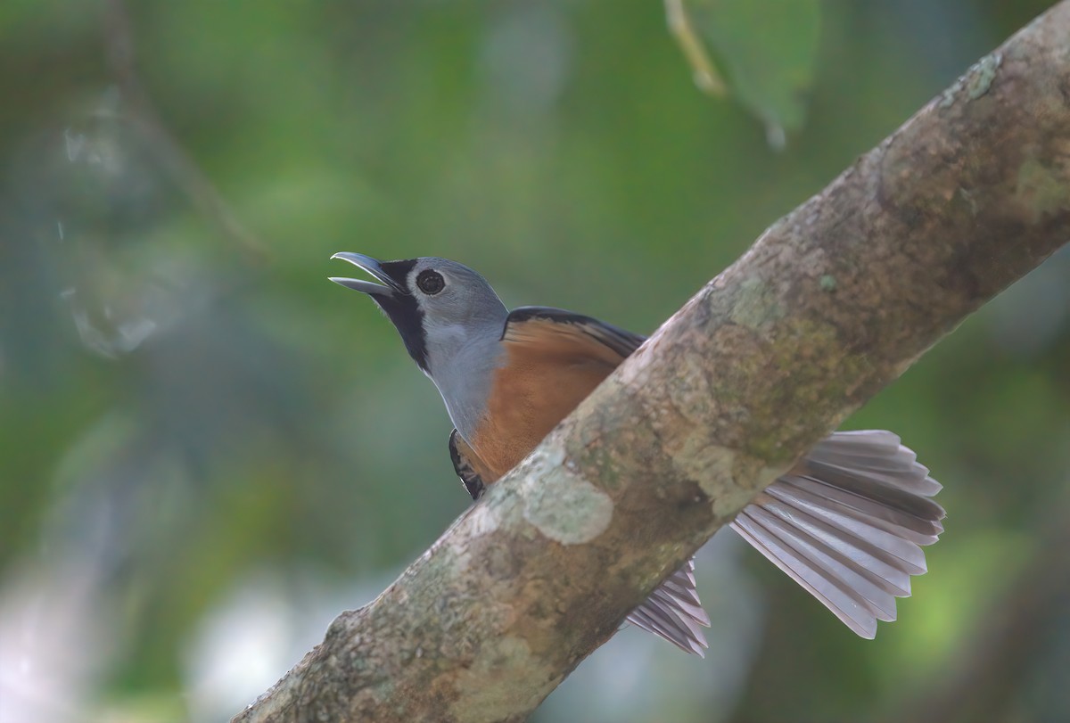 Black-faced Monarch - ML627524939