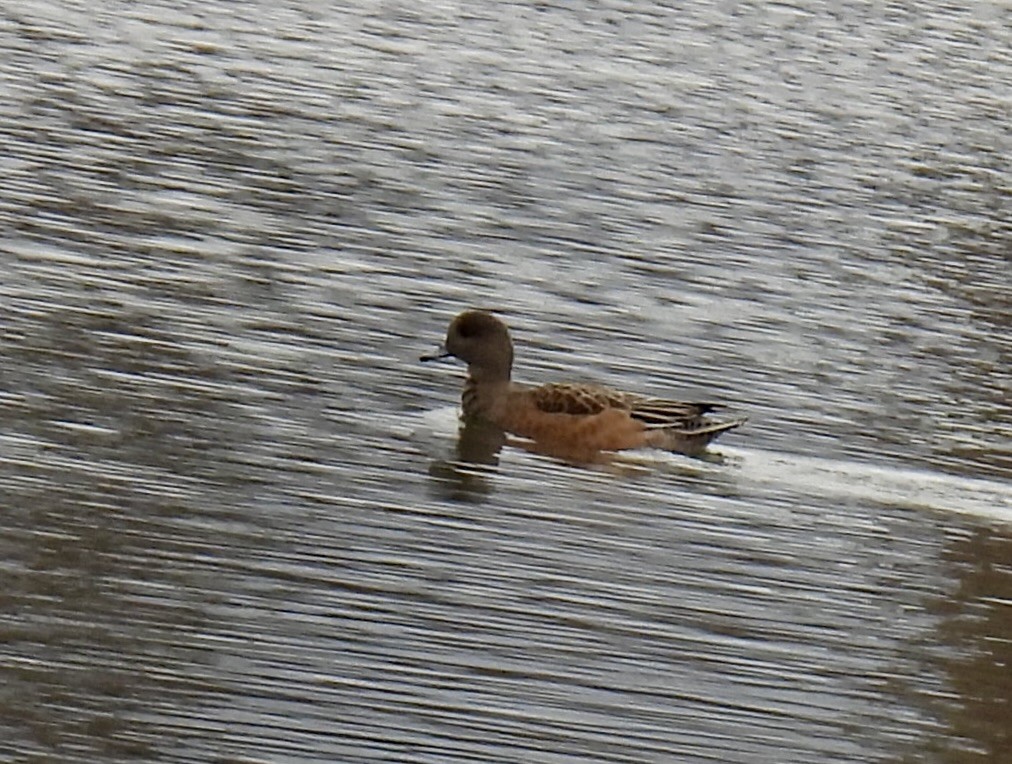 Eurasian Wigeon - ML627525012