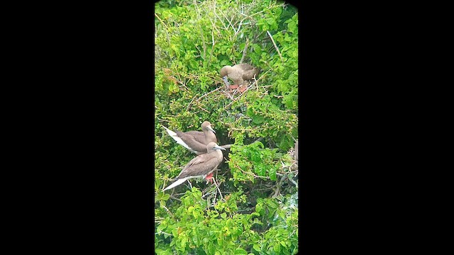 Red-footed Booby - ML627525016