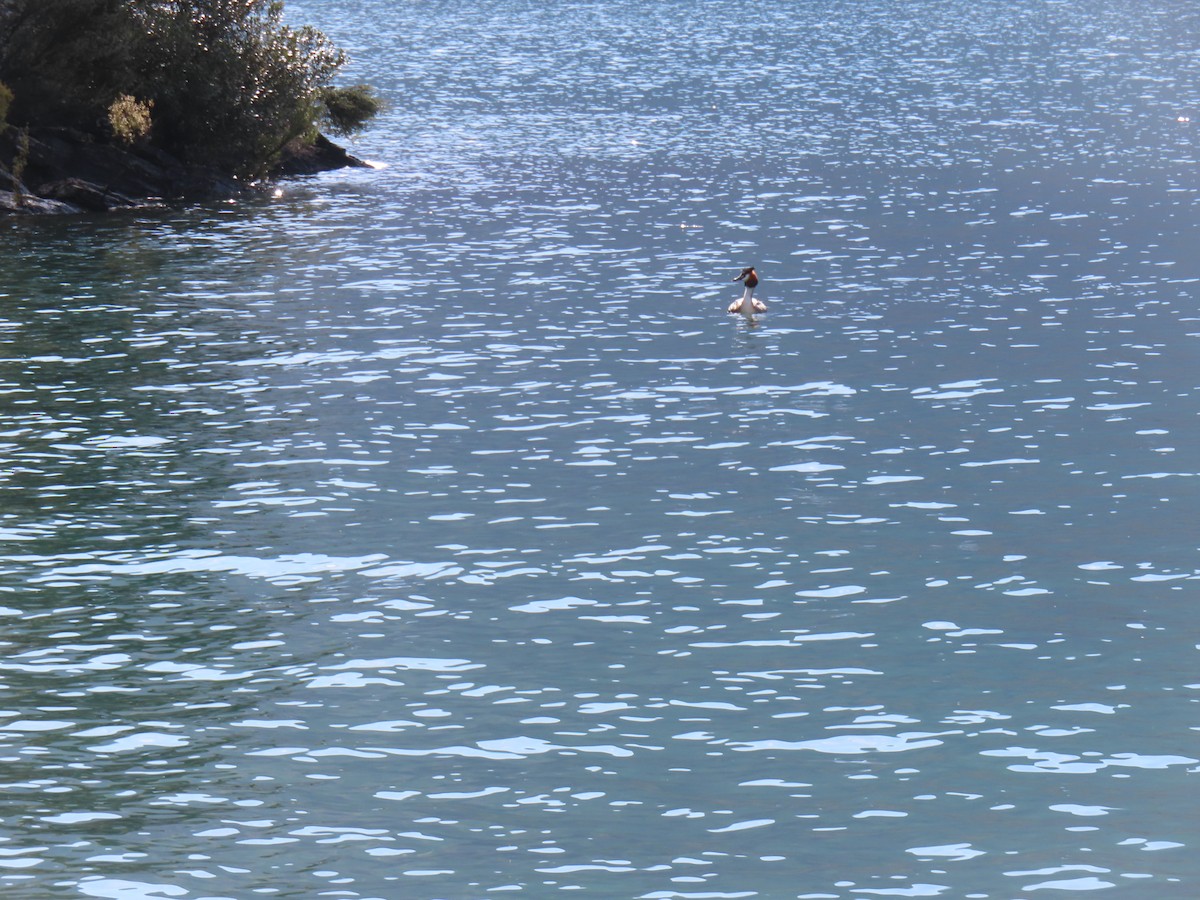 Great Crested Grebe - ML627525030