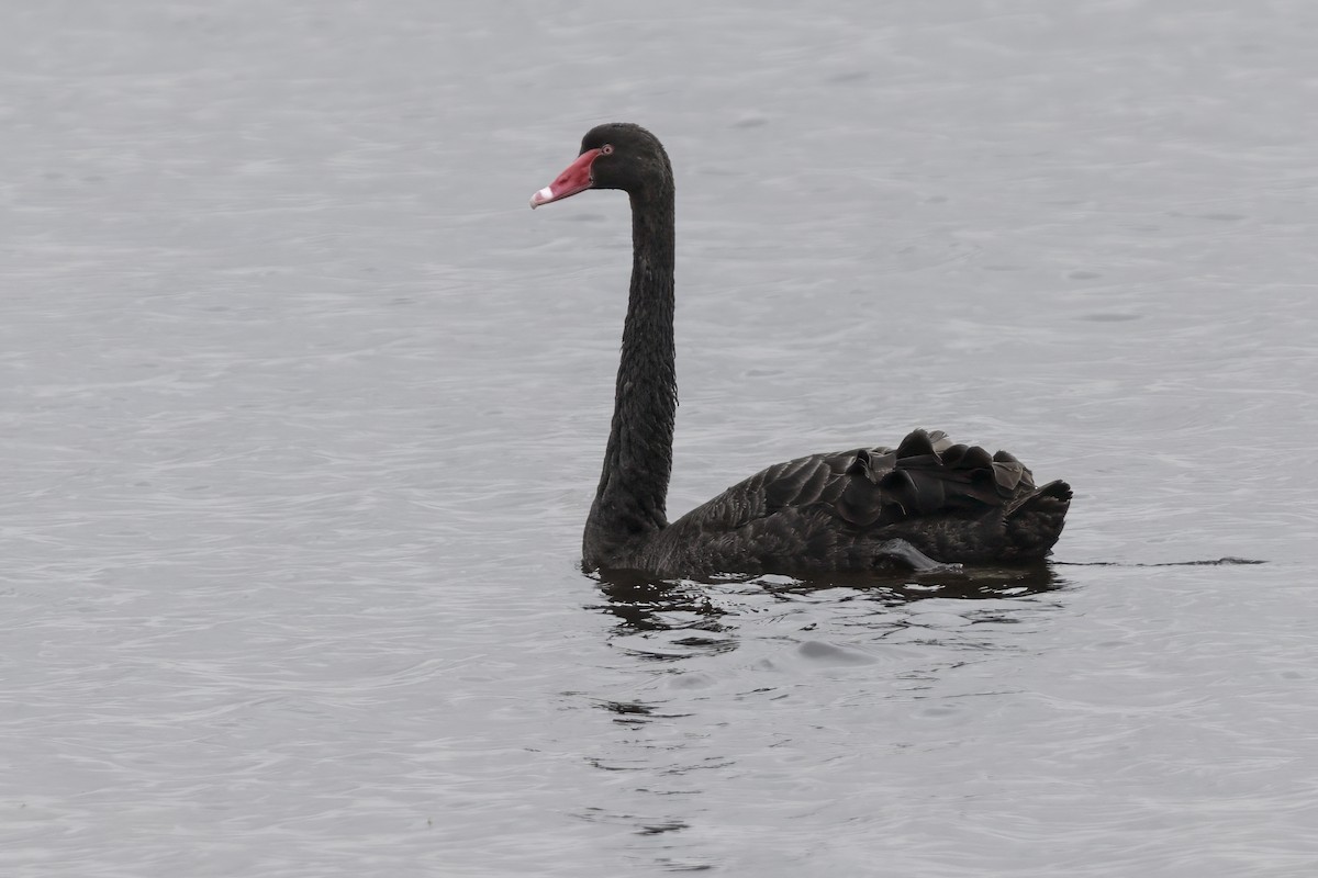 Cygne noir - ML627525079