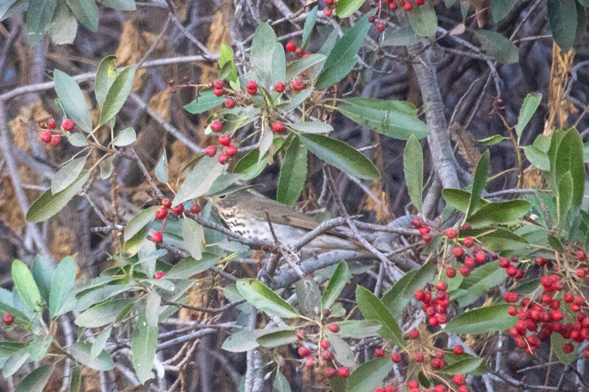 קיכלי חלוד-זנב - ML627525087
