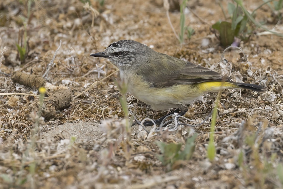 Acanthize à croupion jaune - ML627525136