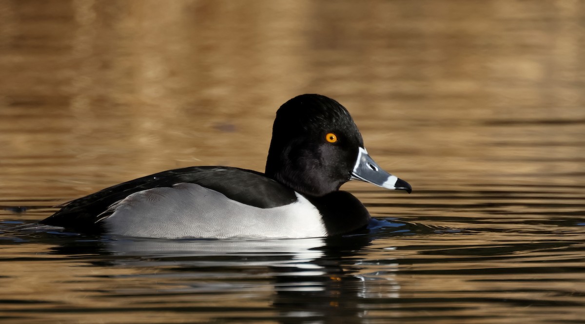 Ring-necked Duck - ML627525268