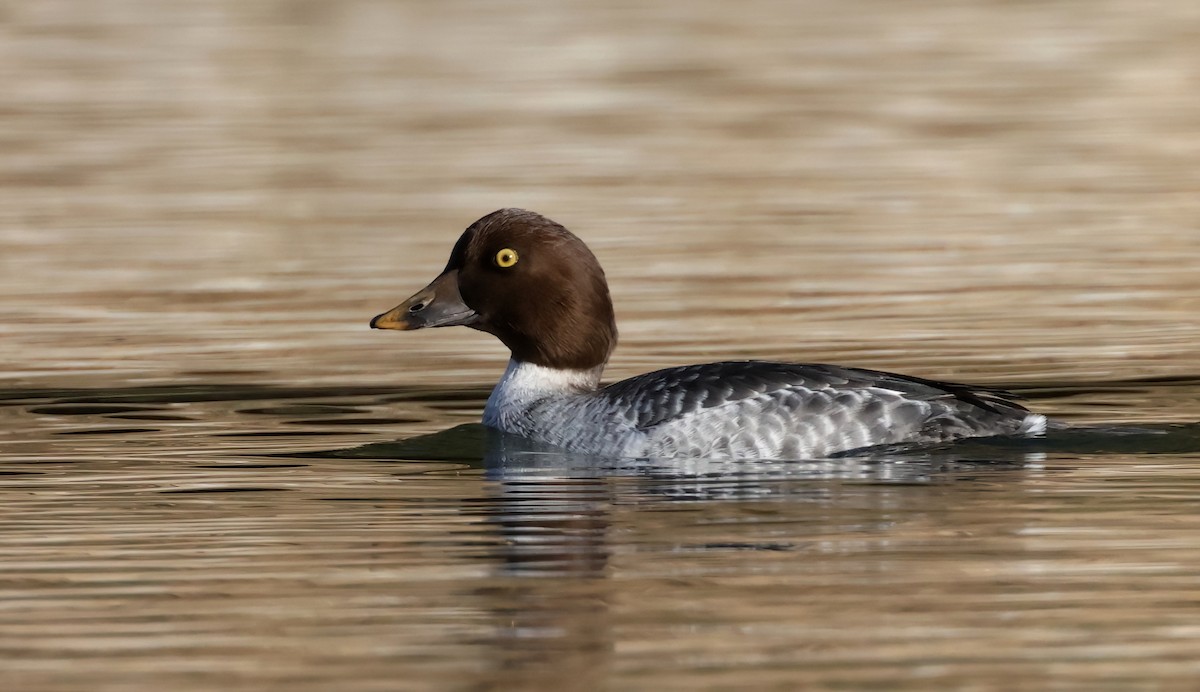 Common Goldeneye - ML627525274