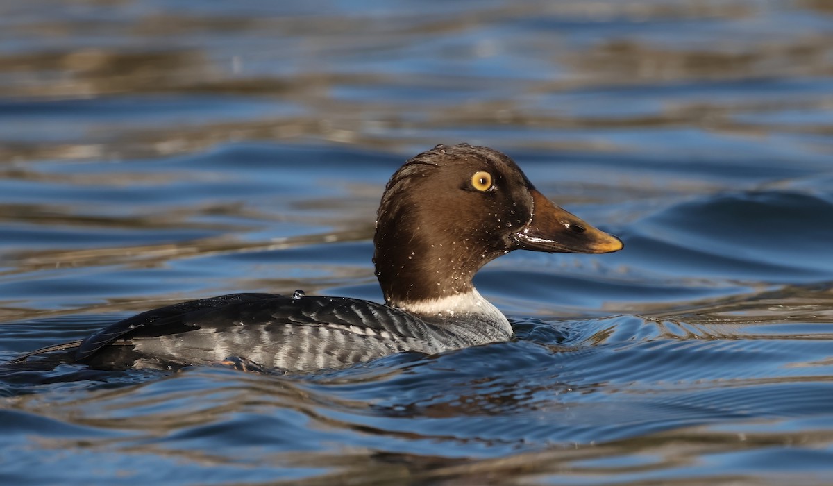 Common Goldeneye - ML627525275