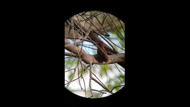 Red-rumped Woodpecker - ML627525277