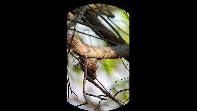 Red-rumped Woodpecker - ML627525294