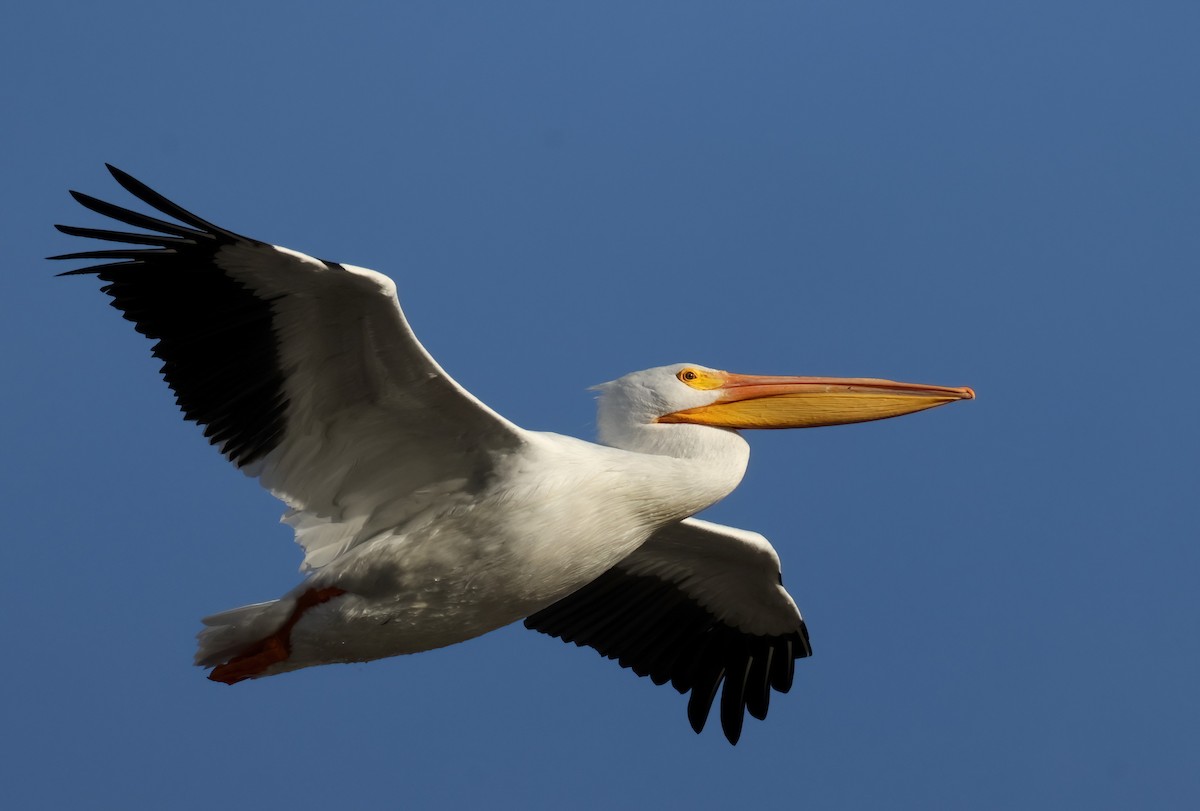 American White Pelican - ML627525313