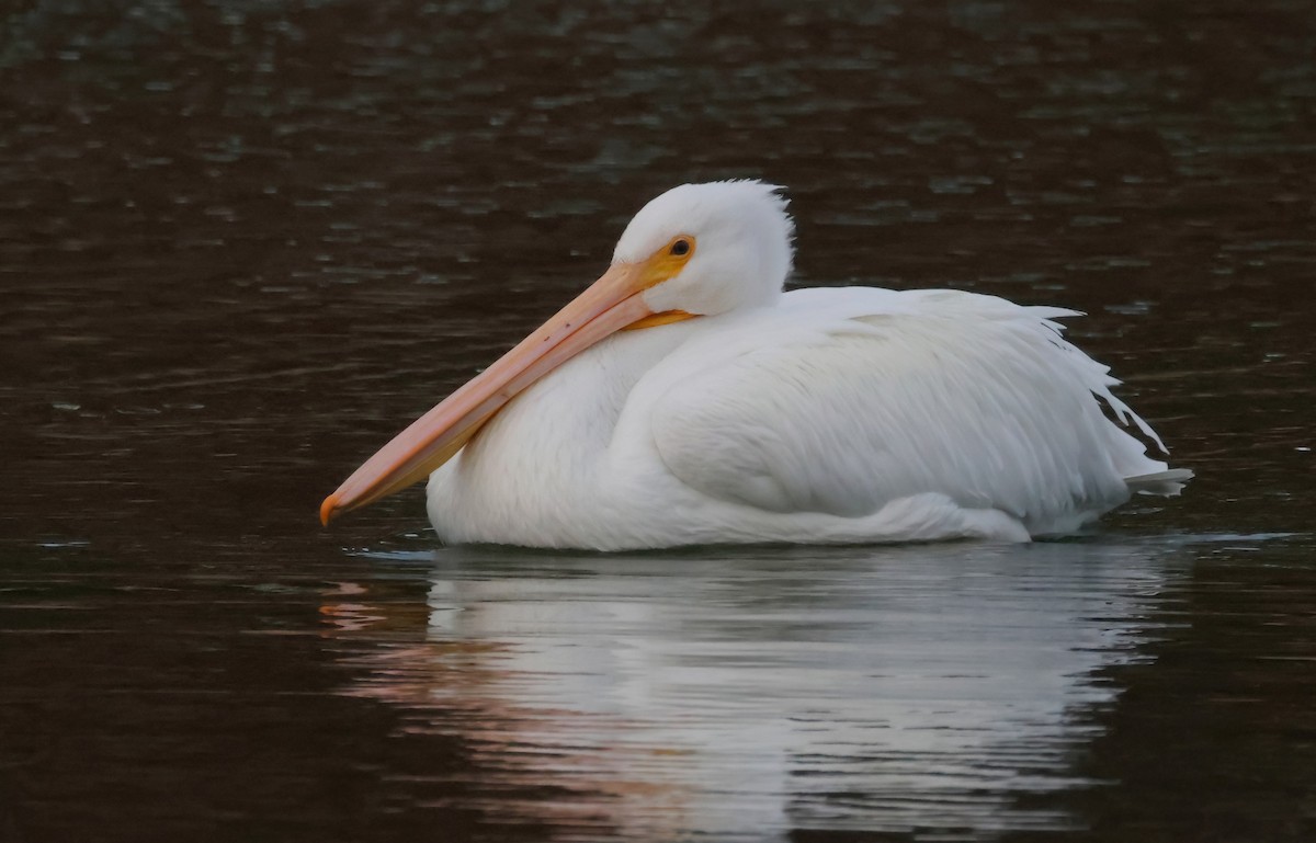 American White Pelican - ML627525315