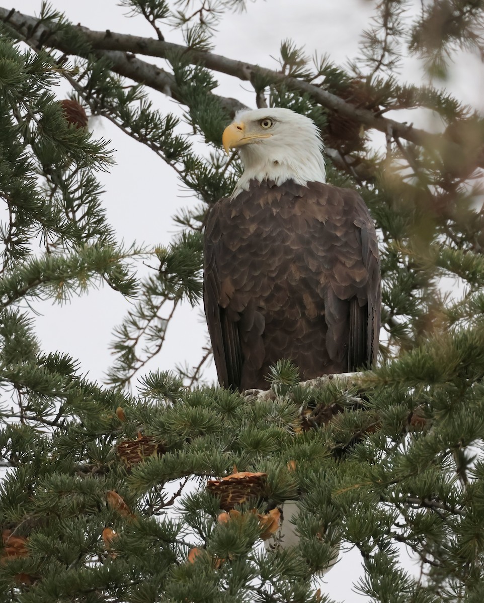 Bald Eagle - ML627525325