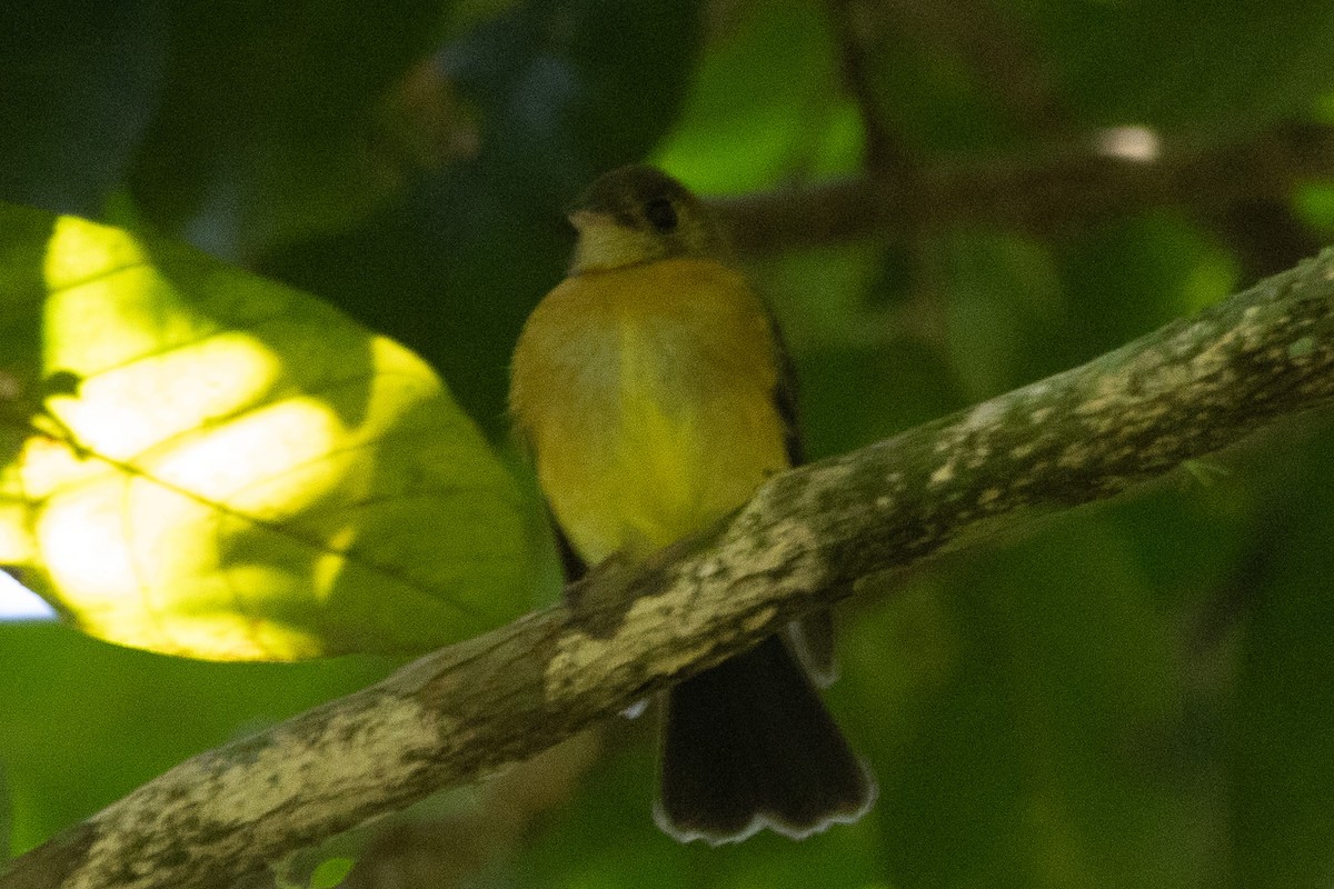 Sulphur-rumped Flycatcher - ML627525363