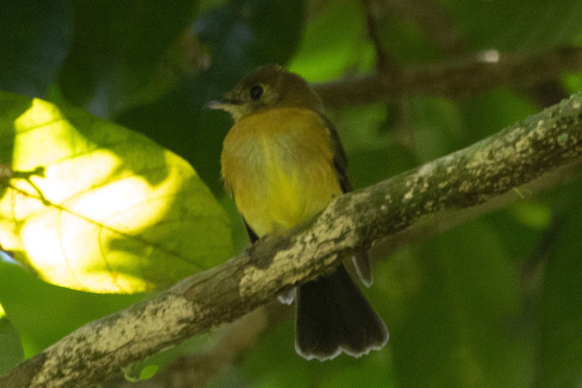 Sulphur-rumped Flycatcher - ML627525364