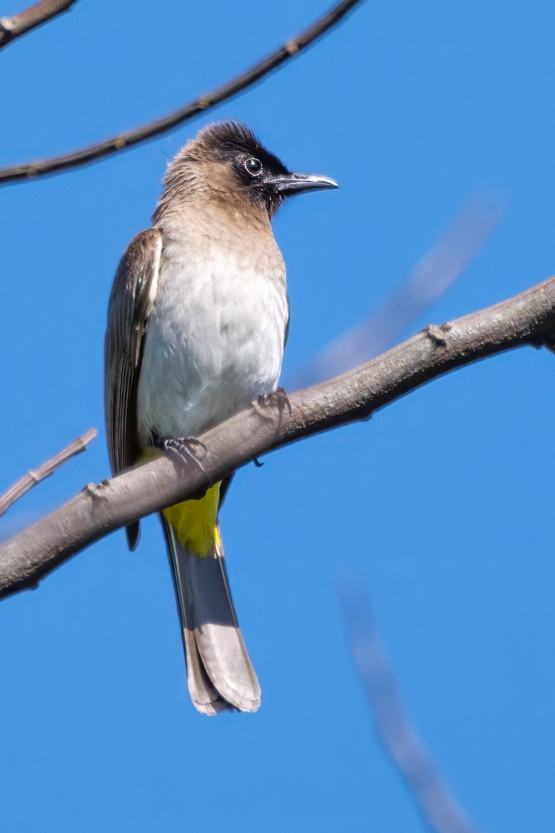 Bulbul des jardins (groupe tricolor) - ML627525406