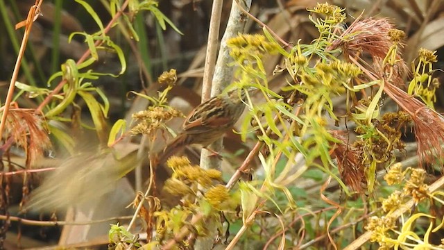 Swamp Sparrow - ML627525409