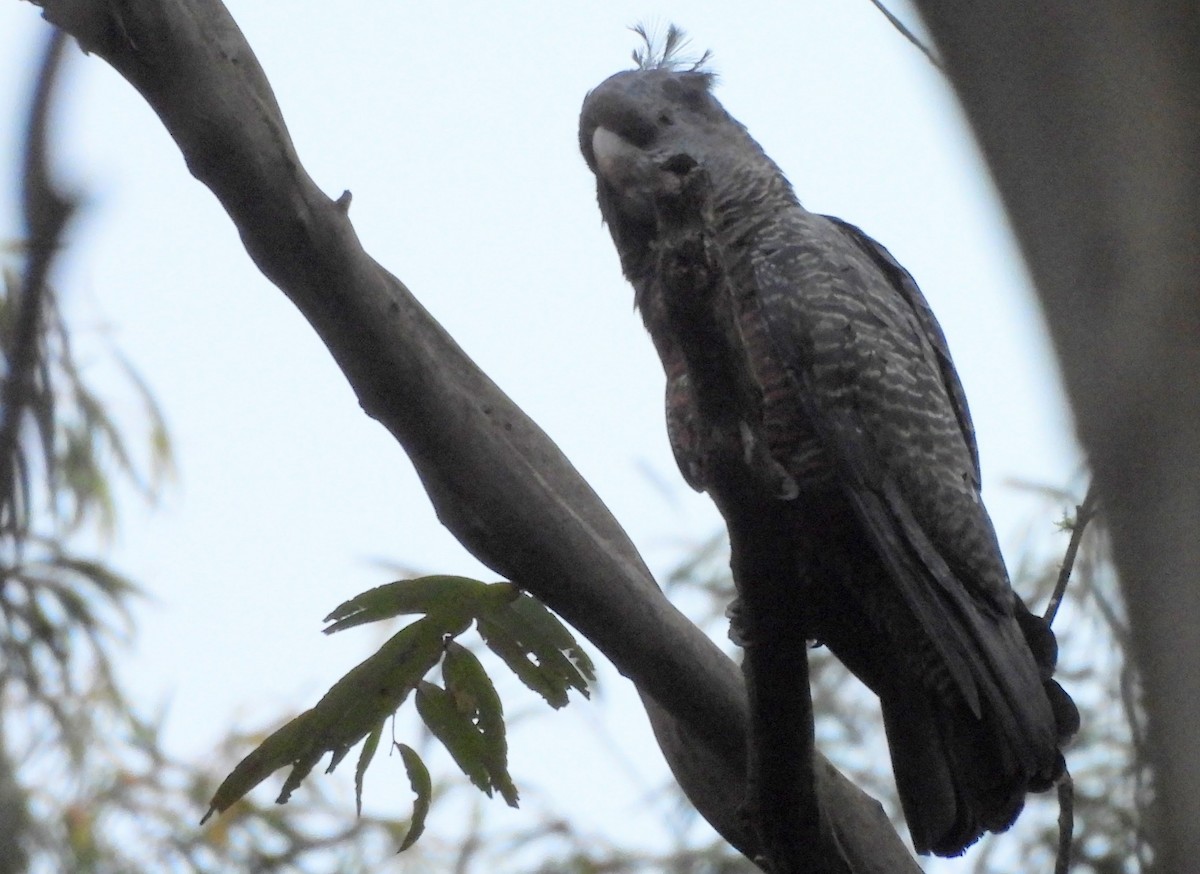 Gang-gang Cockatoo - ML627525715