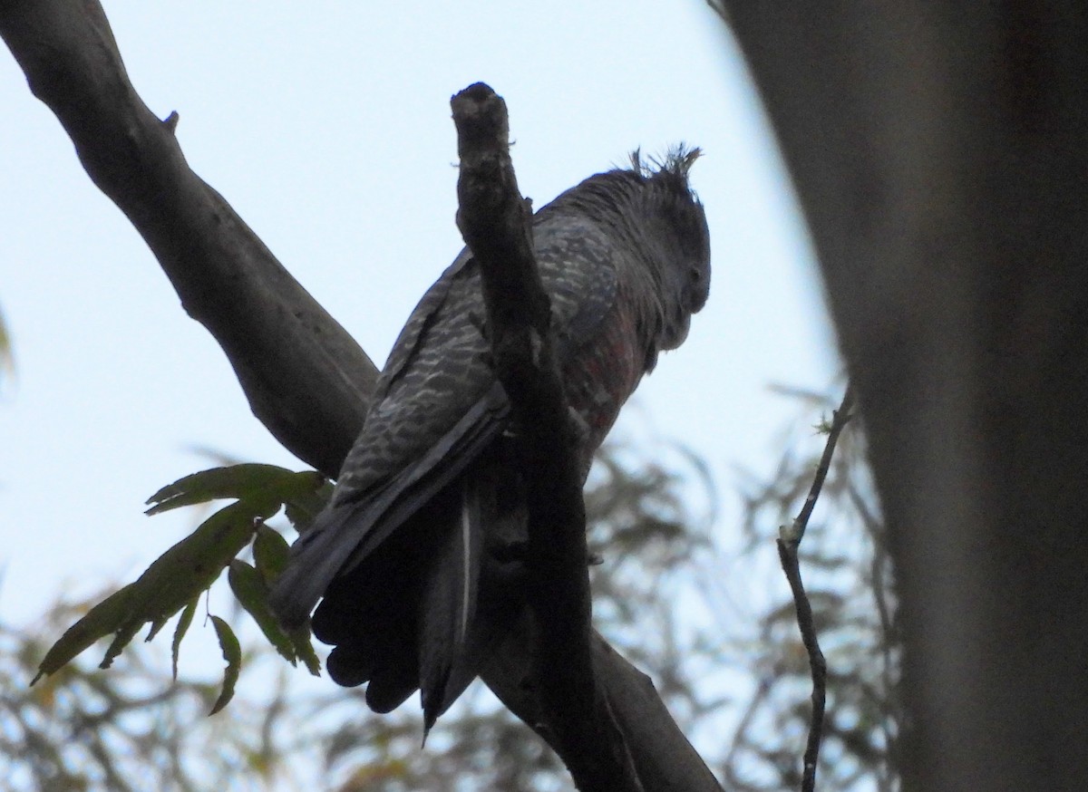 Gang-gang Cockatoo - ML627525717