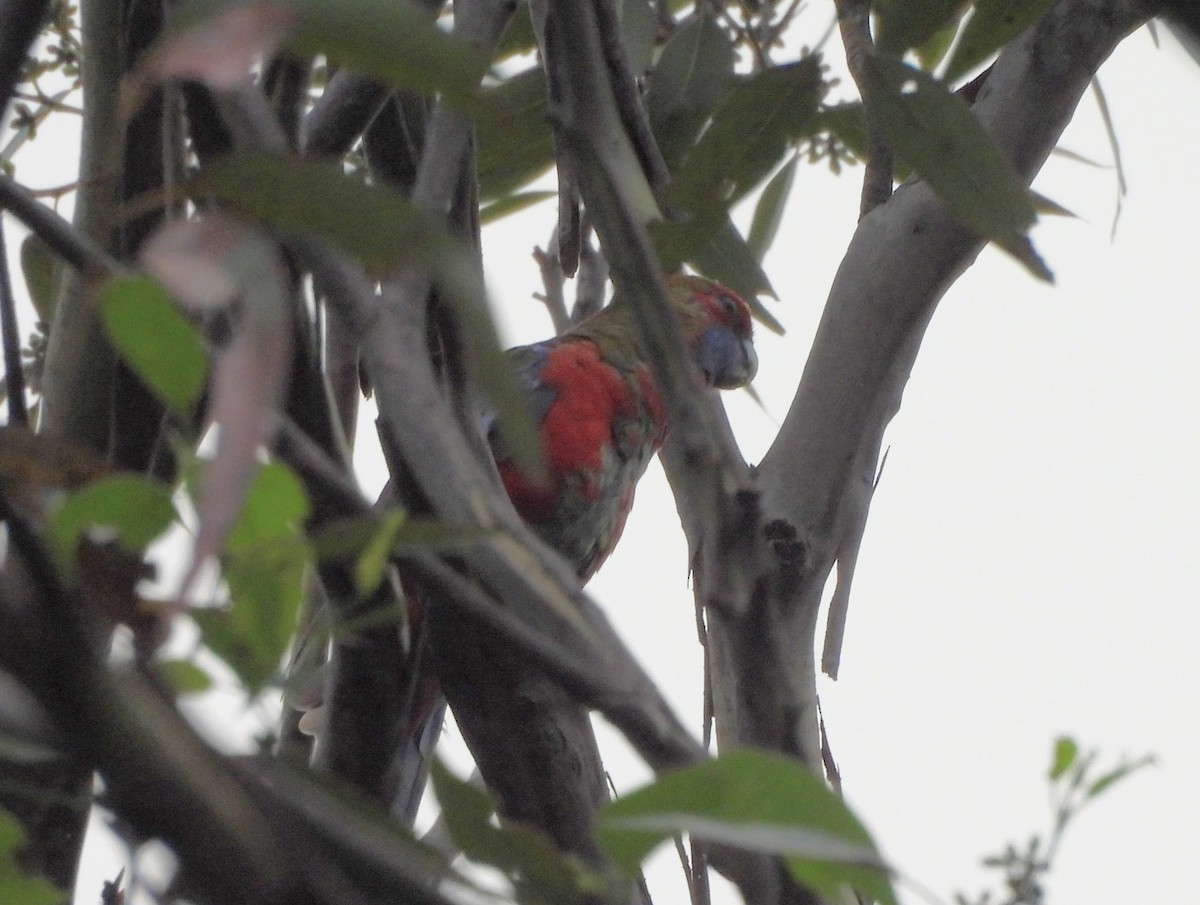 Crimson Rosella - ML627525744