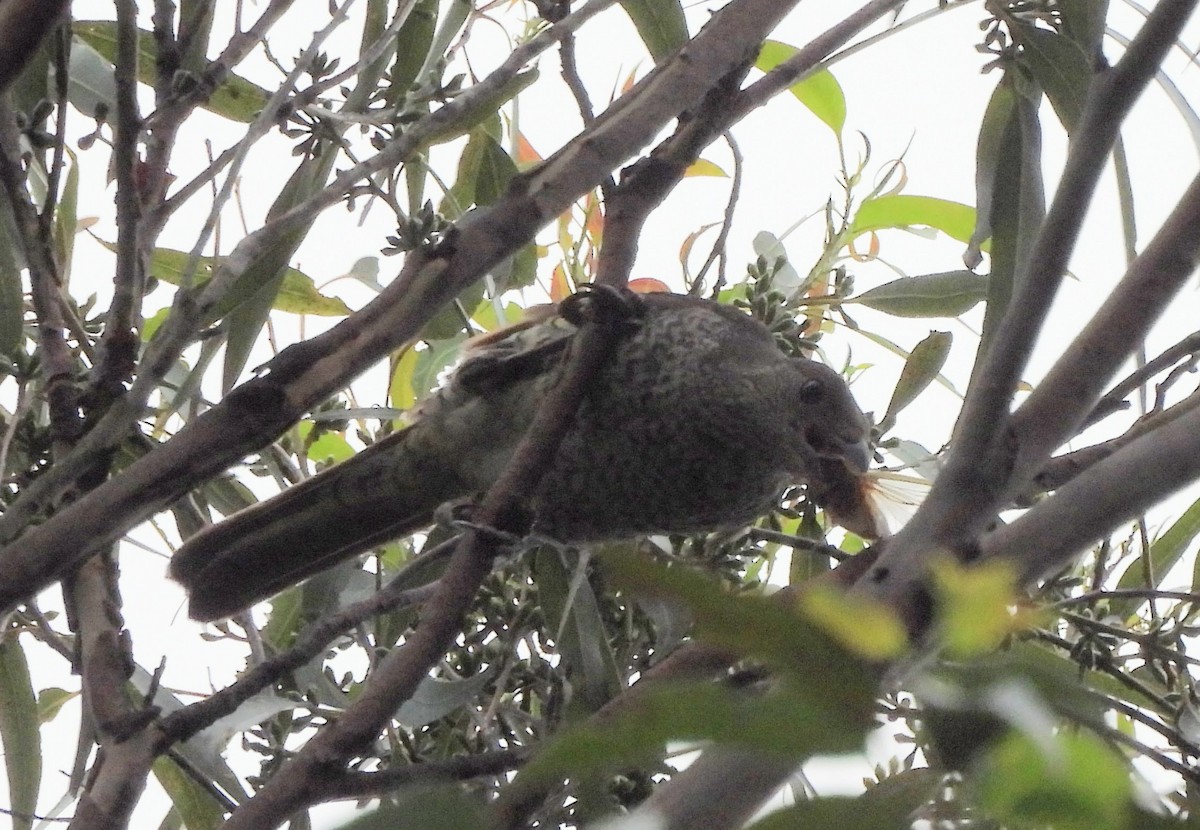 Satin Bowerbird - ML627525760