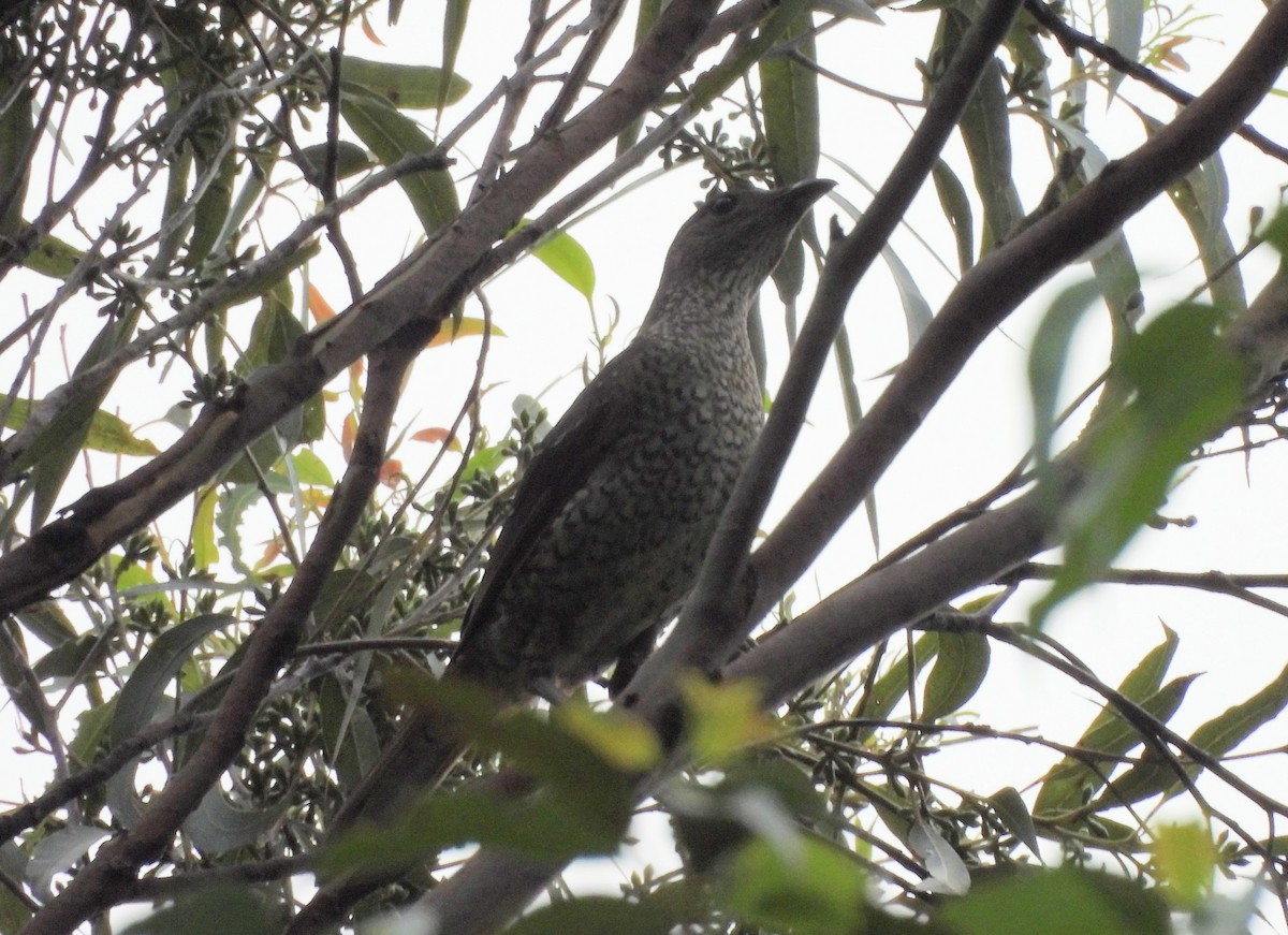 Satin Bowerbird - ML627525761