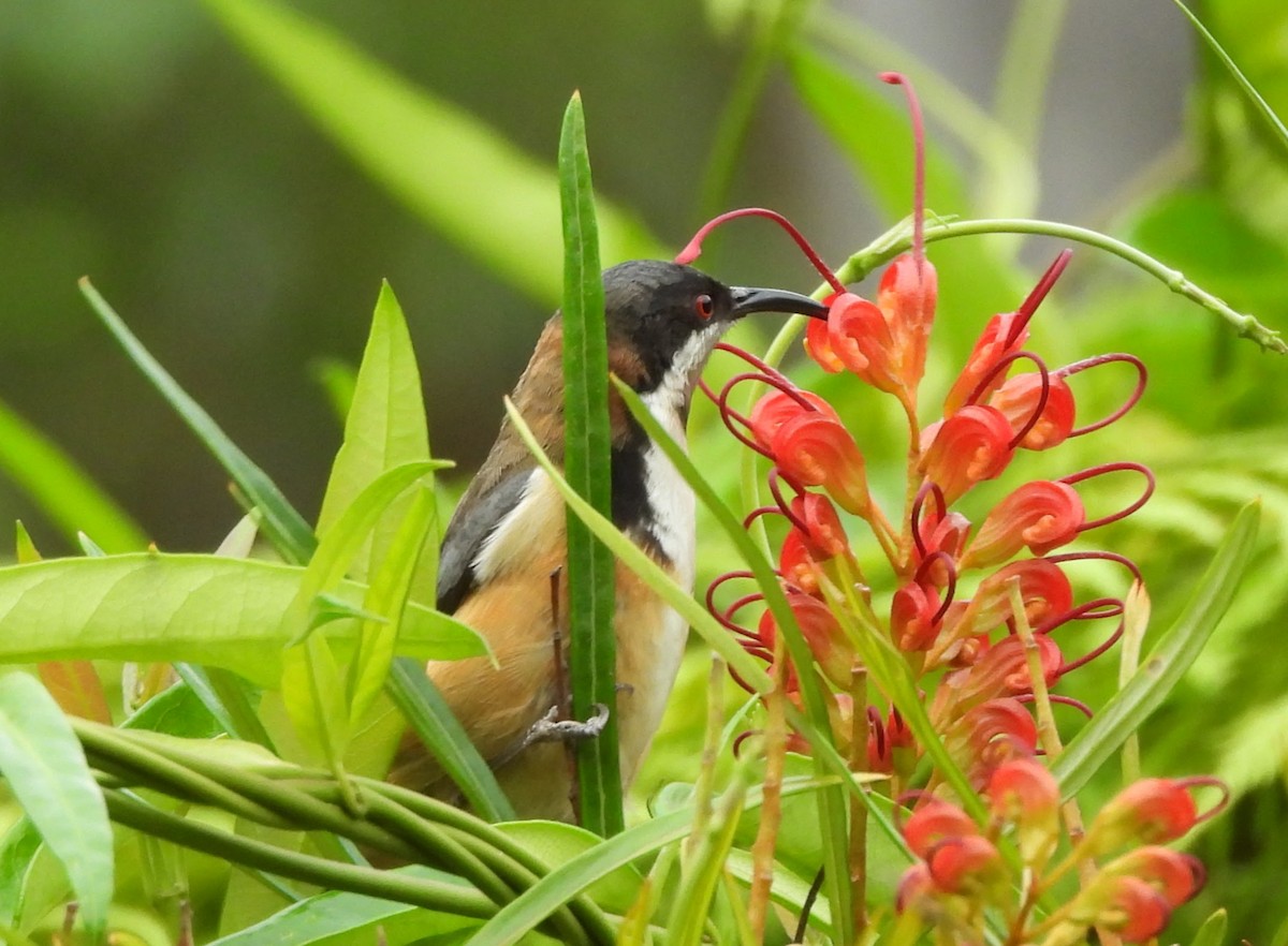 Eastern Spinebill - ML627525784