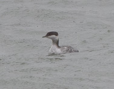 Horned Grebe - ML627525825