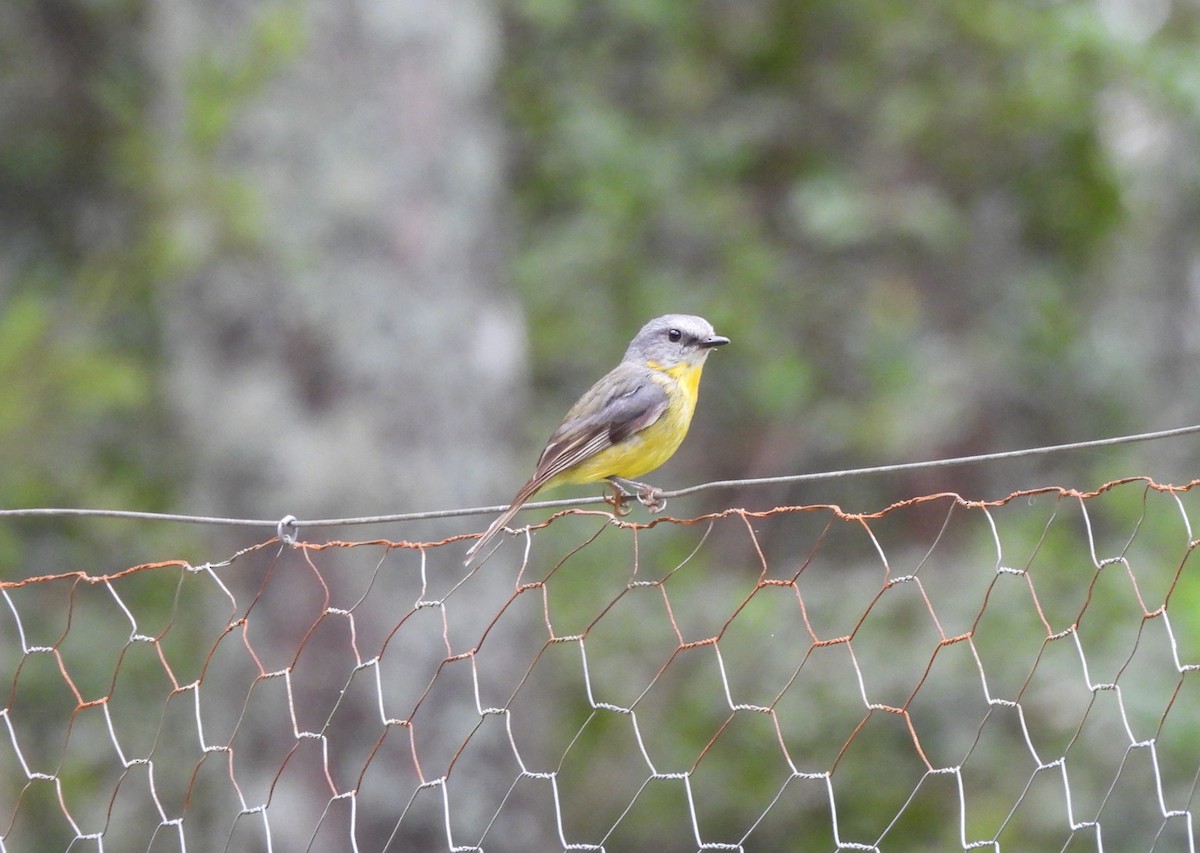 Eastern Yellow Robin - ML627525827
