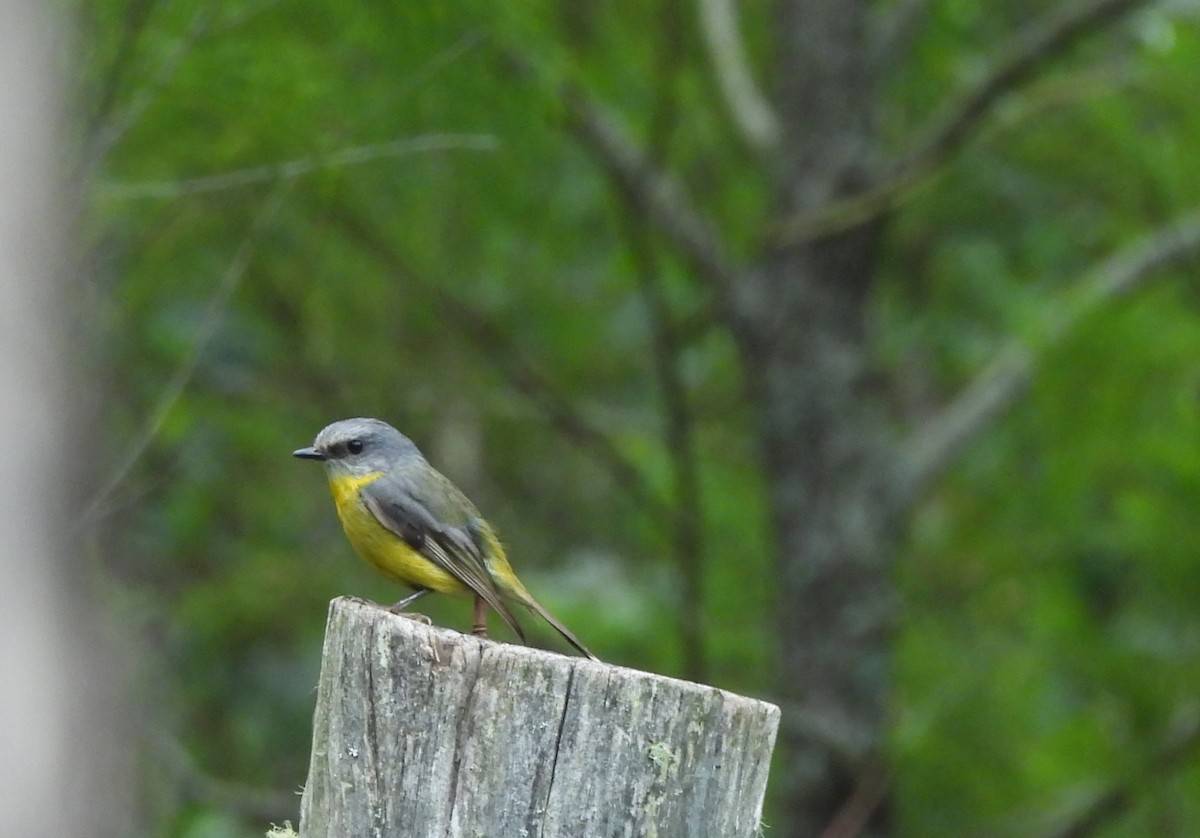 Eastern Yellow Robin - ML627525828
