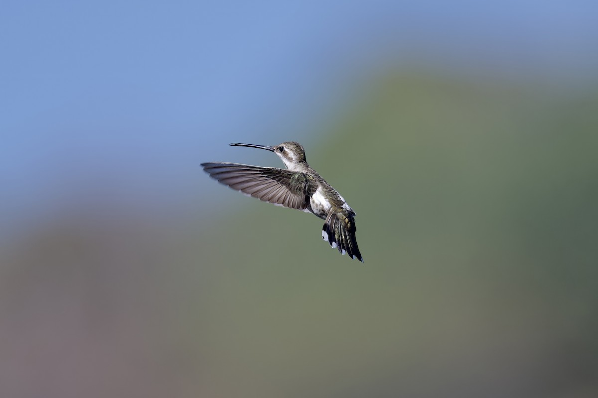 Plain-capped Starthroat - ML627525840