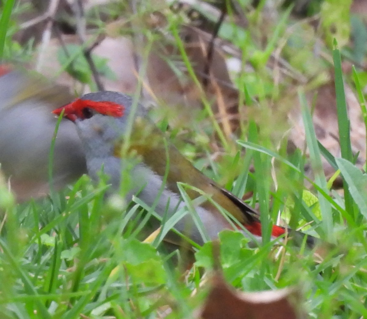Red-browed Firetail - ML627525855