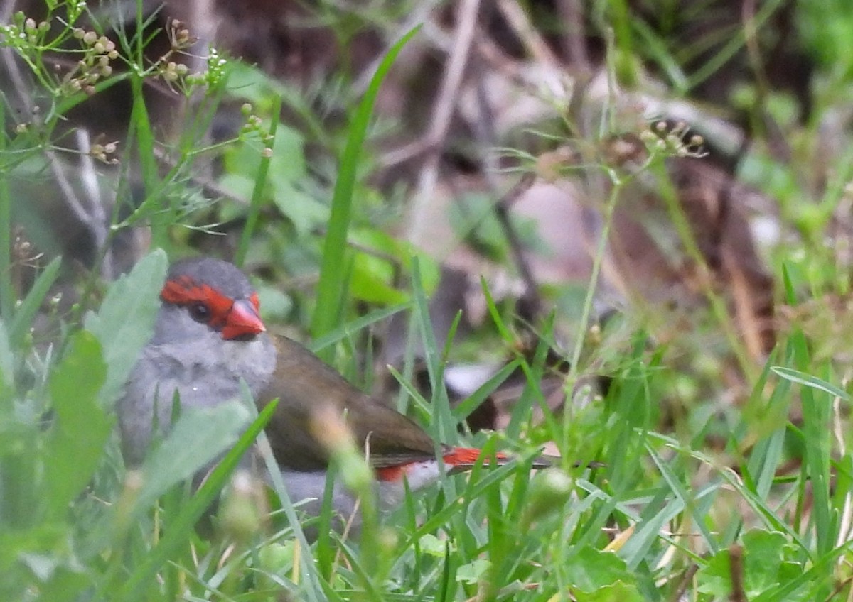 Red-browed Firetail - ML627525857