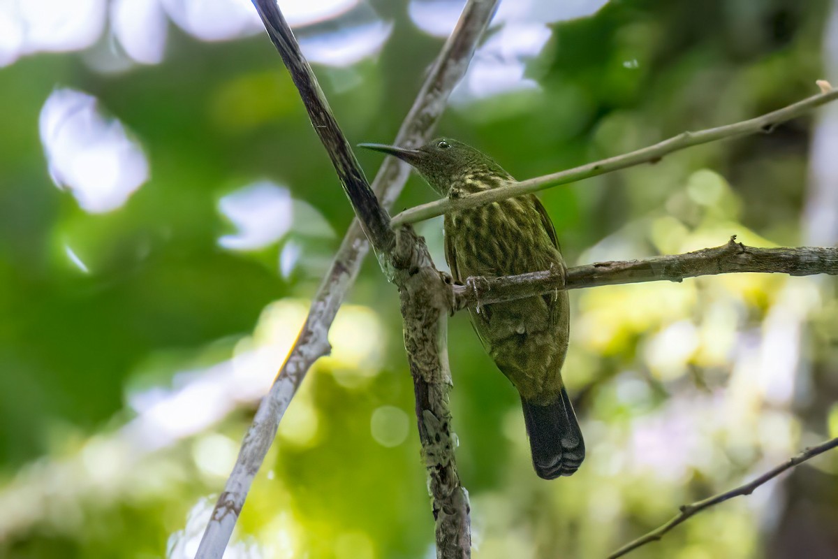 Purple-naped Spiderhunter - ML627525943