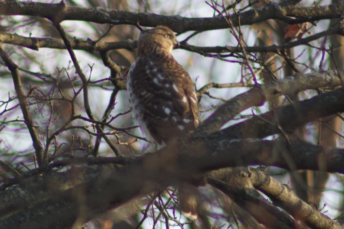 Cooper's Hawk - ML627525979